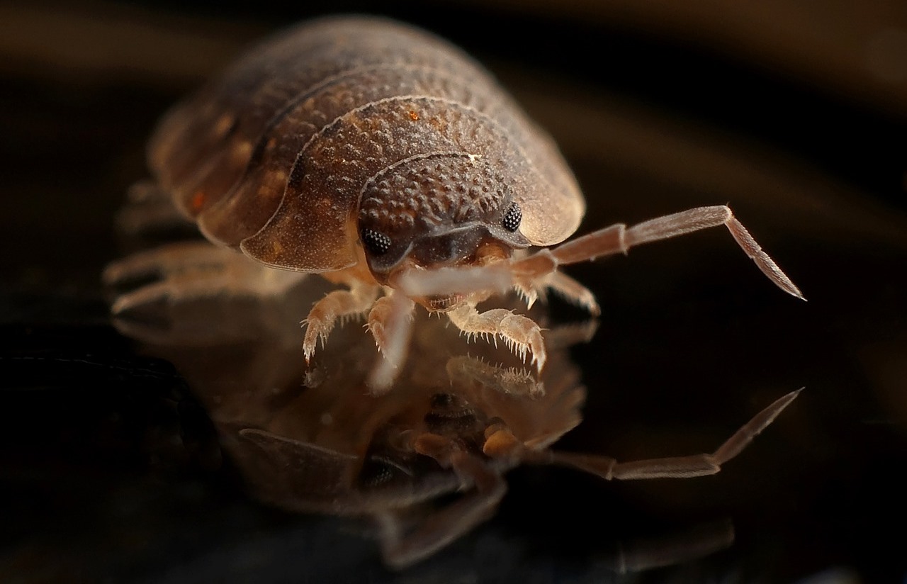 insect