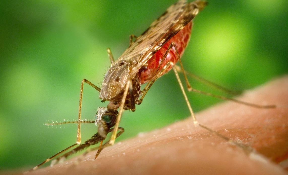 mosquito bite