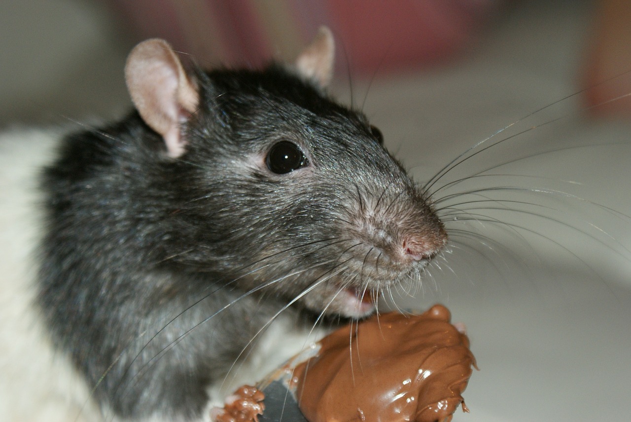 rodent vermin pest