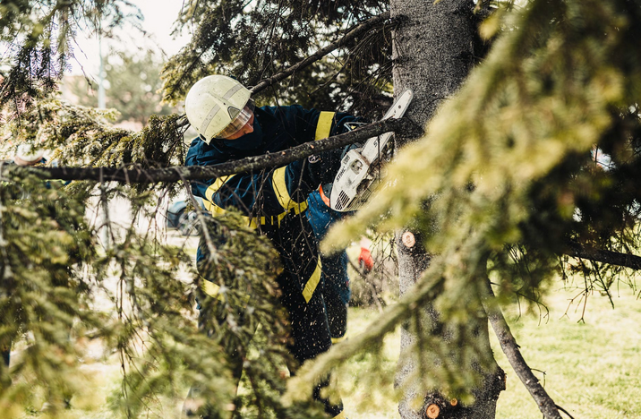 tree removal service